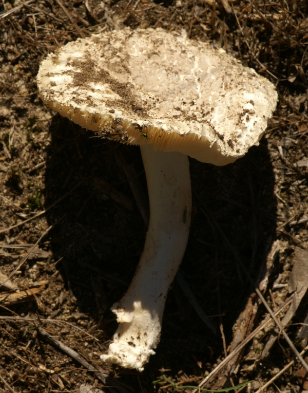 Amanita farinacea